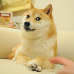 Much doge, very example, wow
